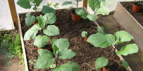 Šta učiniti ako se sadnice patlidžana ispruže